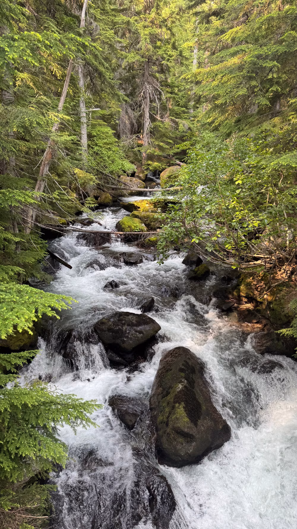 Mountain Stream Through Mossy Evergreen Forest With Rushing Water Over Rocks