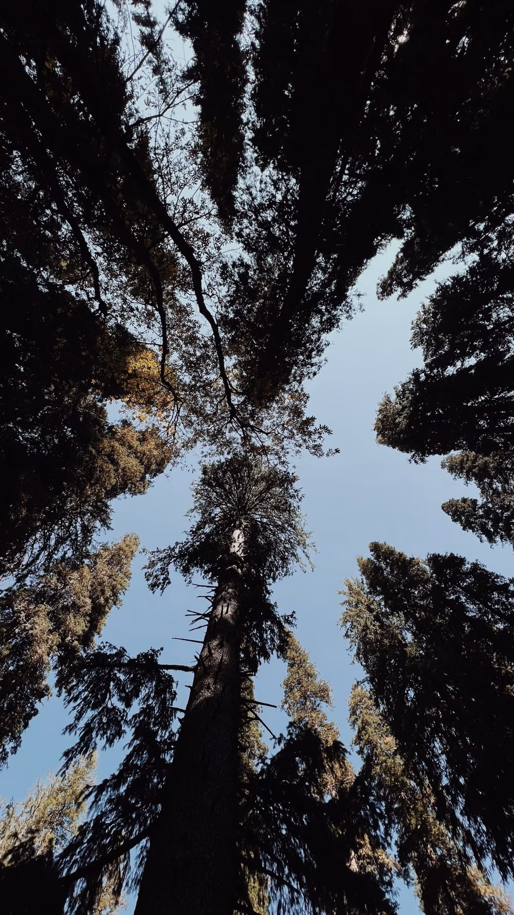 Towering Forest Trees Framing a Clear Blue Sky