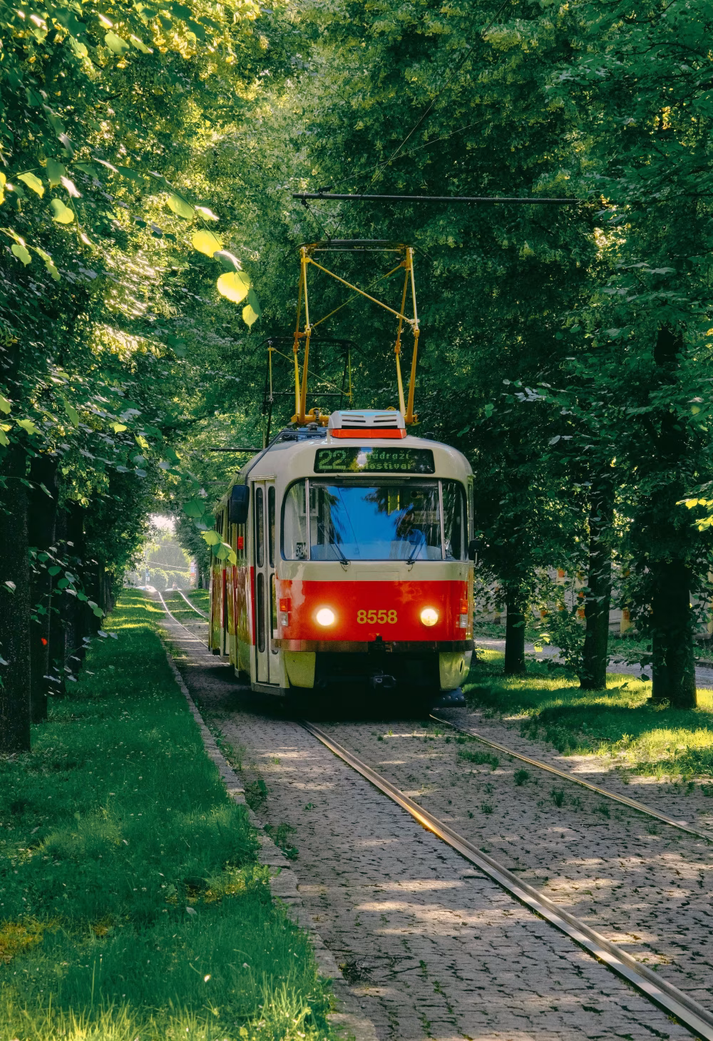 Tree-Lined Summer Tram Through Park On Historic Cobblestone Tracks With Sunlit Canopy