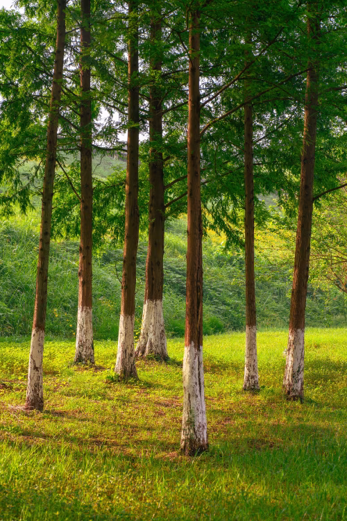nature in life