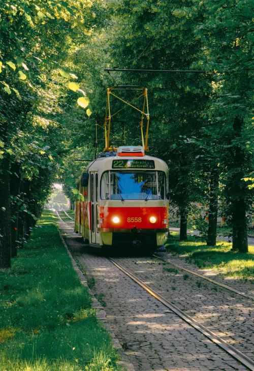 Tree-Lined Summer Tram Through Park On Historic Cobblestone Tracks With Sunlit Canopy