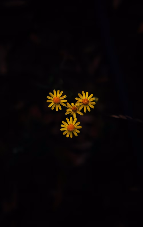 Yellow Wildflowers on Dark Background Minimal Close-Up Composition With Dramatic Contrast and Space